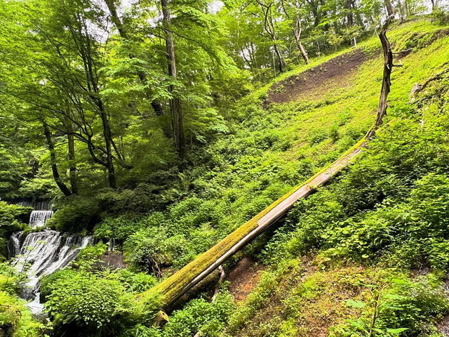 Discovering Shiraito Falls