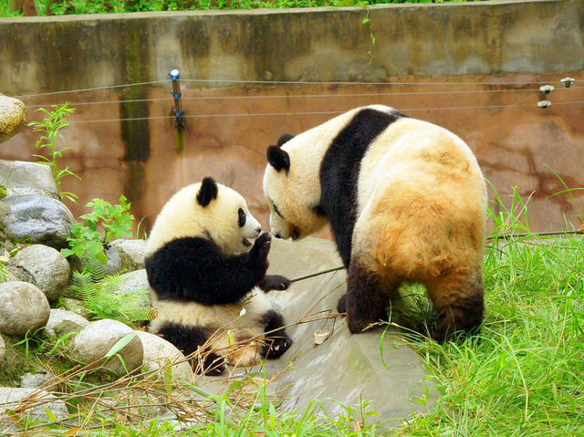 Dujiangyan China Giant Panda Garden 