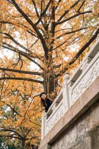 重慶拍銀杏｜縉雲山古寺的百年銀杏黃了！