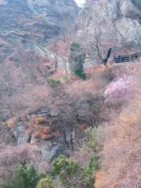 鄭州這個杏花山村快沖錯過再等一年