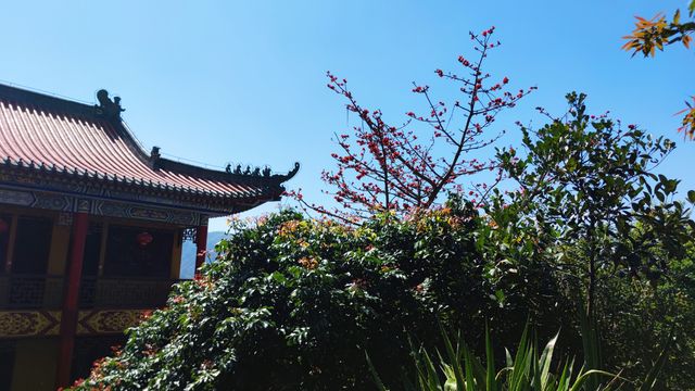 黃楊勝境——金台寺