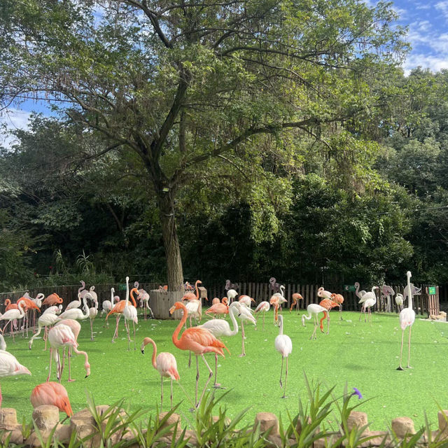 親近自然的歡樂時光——上海野生動物園的奇趣探險