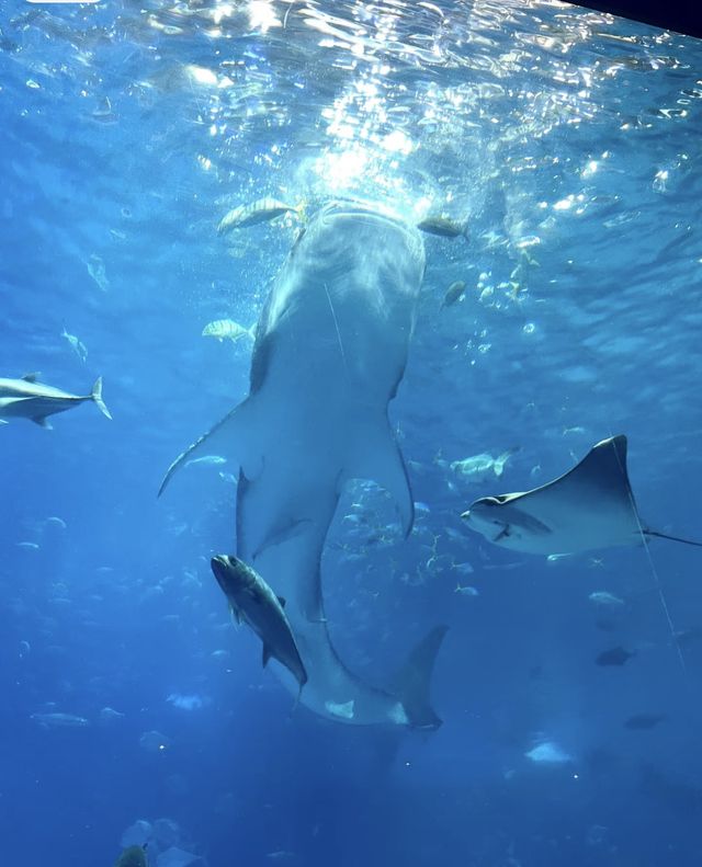 終於去到小新同款水族館啦！