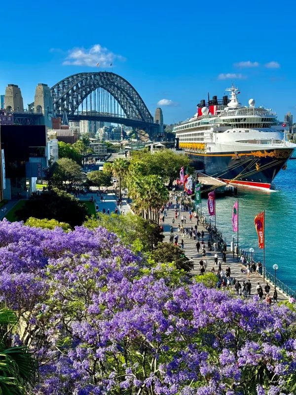 Chasing Jacarandas in Sydney