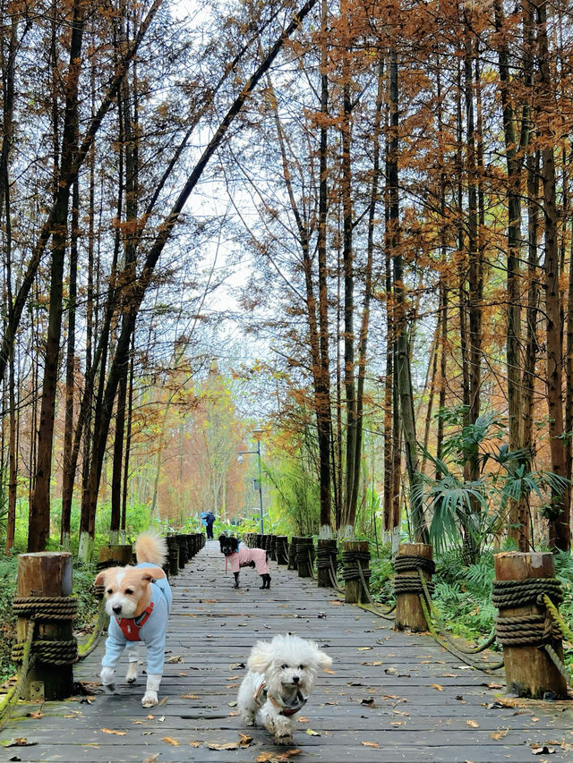 成都水杉紅了，很多人不知道這個寶藏公園