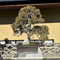 Life Lessons from a Bonsai Tree