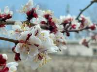  Cherry blossoms adorning the landscape.