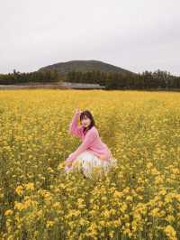 🇰🇷濟州島無邊際鬱金香+油菜花花海🌷🌼