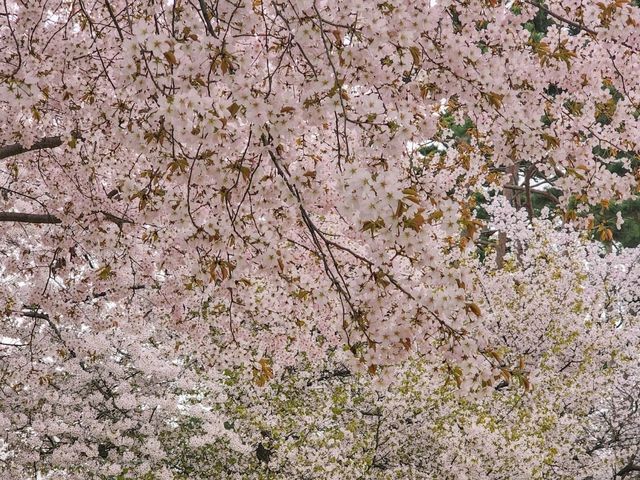 어디에서 찍든 그 곳이 바로 벚꽃 스팟 < 일산 호수공원 >