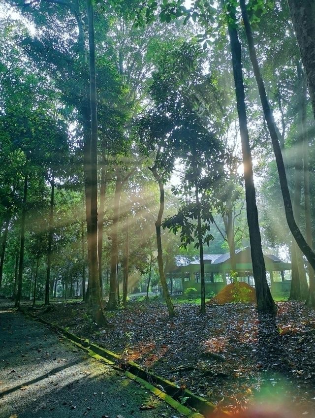 A lovely walk in Gunung Ledang National Park, a famous & beautiful park in Tangkak.