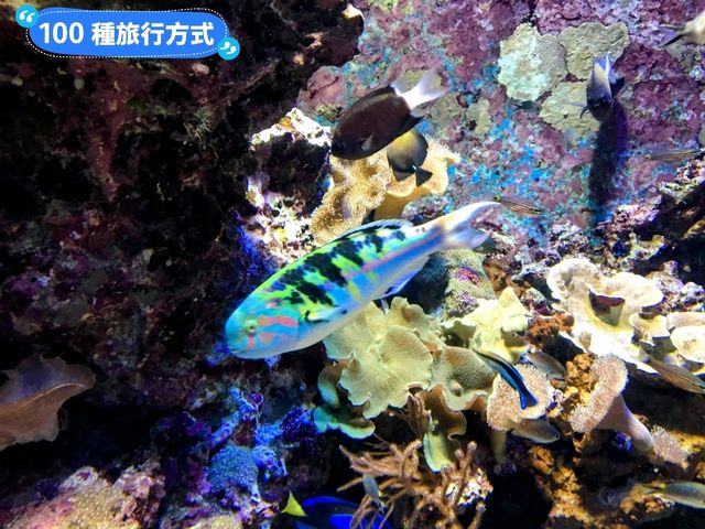 沖繩親子旅行好去處：亞州最大的美麗海水族館