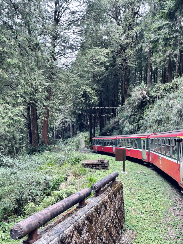 Alishan day trip