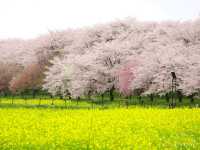 【埼玉県】埼玉屈指の花の名所！四季折々の花が楽しめる「幸手権現堂桜堤」