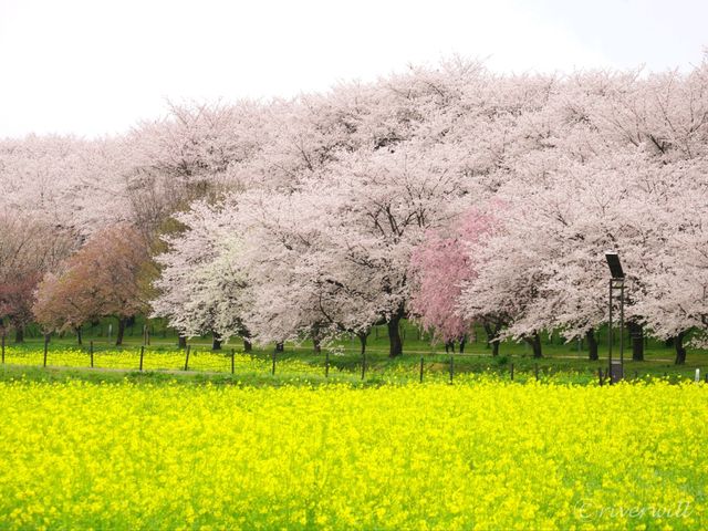 【埼玉県】埼玉屈指の花の名所！四季折々の花が楽しめる「幸手権現堂桜堤」