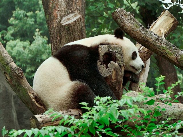 Day Visit to the Chengdu Panda Base