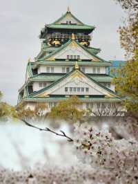 Osaka Castle in Full Bloom: A Spring time  Sakura Dream