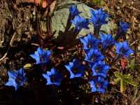 Best Autumn Viewing Experience 1/3 [Luorong Pasture, Yading Nature Reserve]