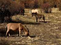 Best Autumn Viewing Experience 3/3 [Beyond Chonggu Grassland, Yading Nature Reserve]