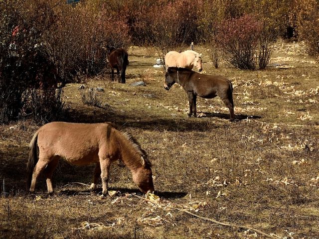 Best Autumn Viewing Experience 3/3 [Beyond Chonggu Grassland, Yading Nature Reserve]