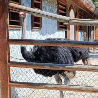 Sibiu Zoological Garden 🦒🐘