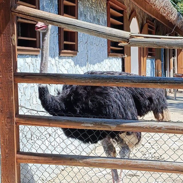 Sibiu Zoological Garden 🦒🐘