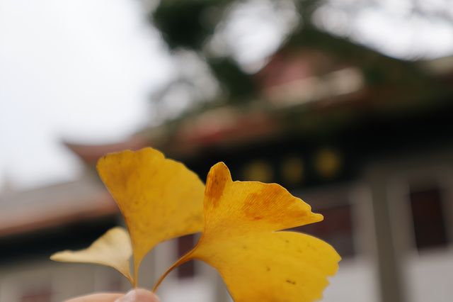 成都人民公園銀杏閣。