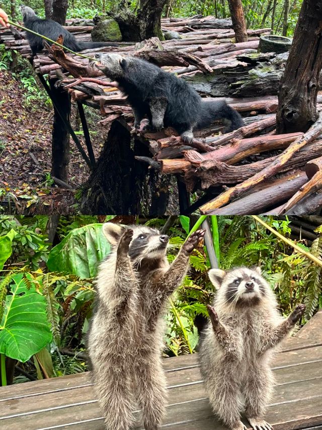 雲南普洱---太陽河森林公園。