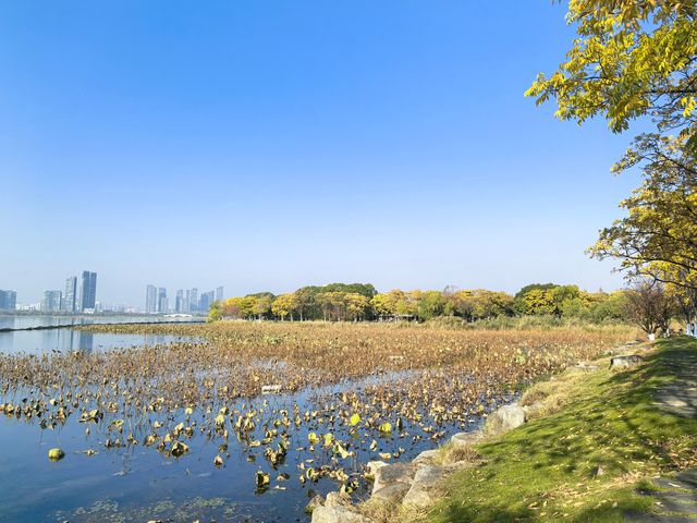 武漢周末東湖騎行，湖光樹影美若油畫！