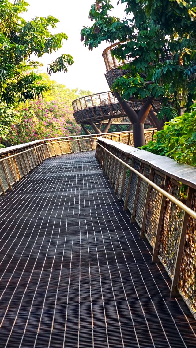 在深圳市區裡的空中樹屋棧道