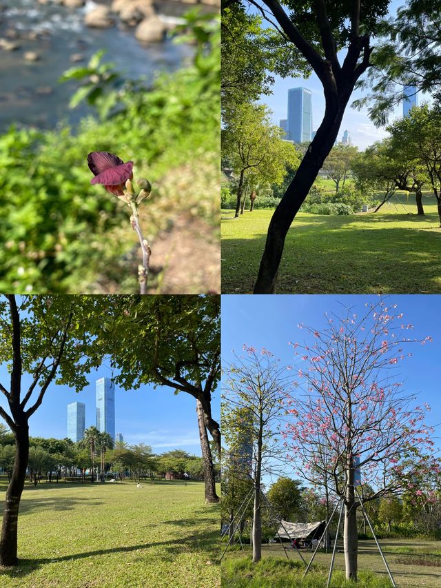 深圳中心公園，都市裡的綠野仙蹤