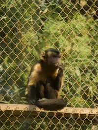 冬季反向遊 | 附上海動物園互動遊玩攻略