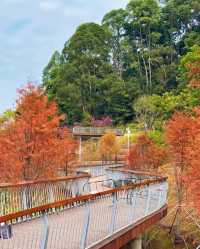 深圳頭陂公園，落羽杉紅透的小眾仙境