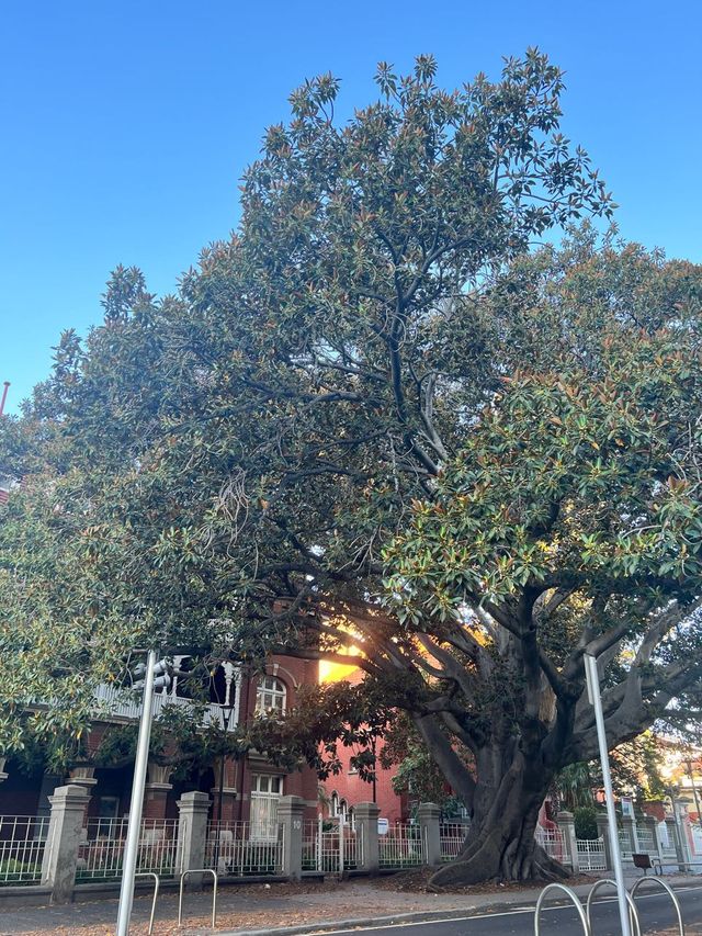 Moreton Bay Fig || Ficus Macrophylla📸