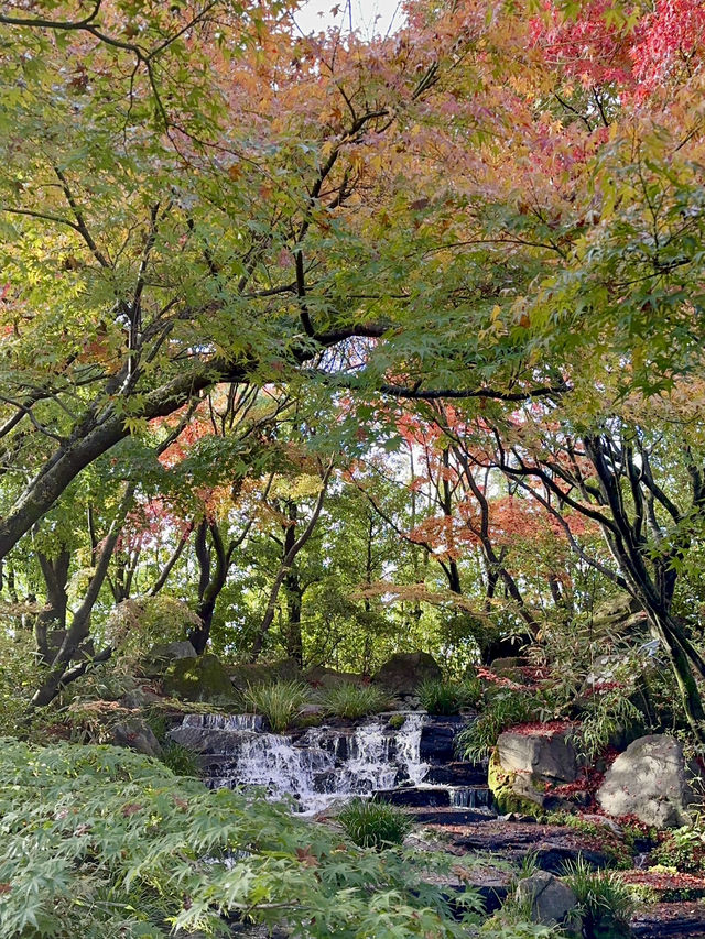 世界遺産姫路城を望む日本庭園✨紅葉を眺めながら食事！