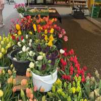 Taste the Tradition: Exploring Lucerne’s Weekly Market 🇨🇭