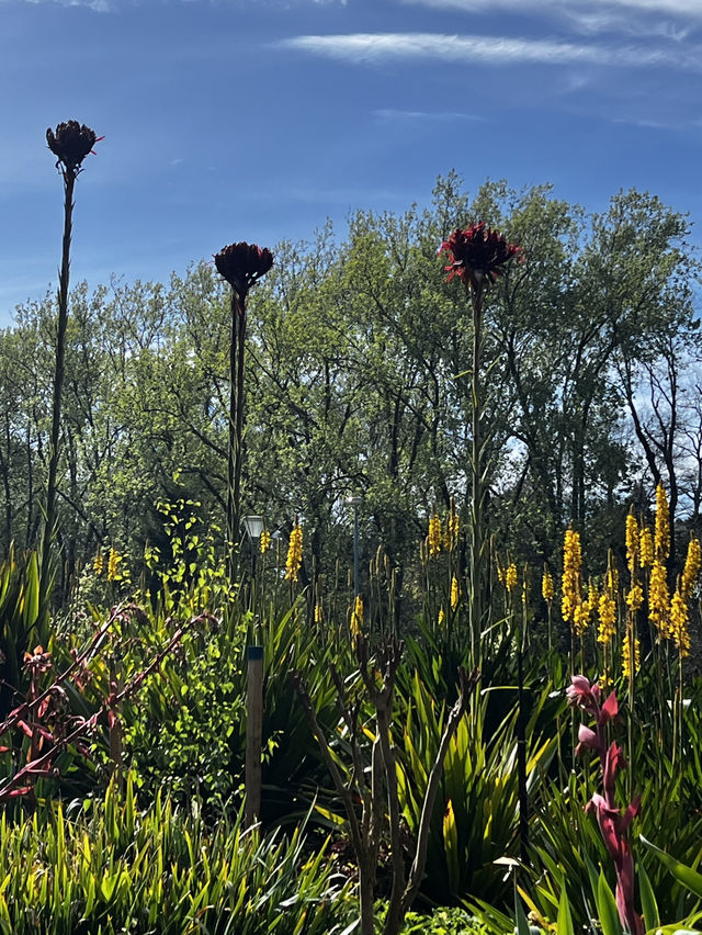 Treasury garden in Melbourne 🇦🇺