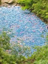 【期間限定】一度は見たい季節の絶景💠日本最大級のあじさい園🌧️ 