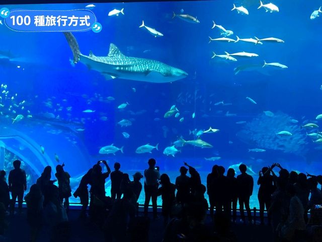 沖繩親子旅行好去處：亞州最大的美麗海水族館