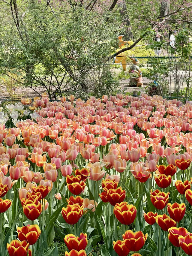 花海春夢：北京國家植物園的絢麗郁金香