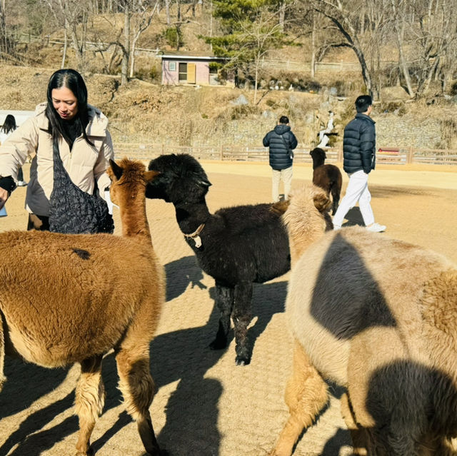 Alpaca World