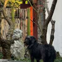 Shumyip Hot Springs Hotel: A Relaxing Getaway for Humans and Dogs