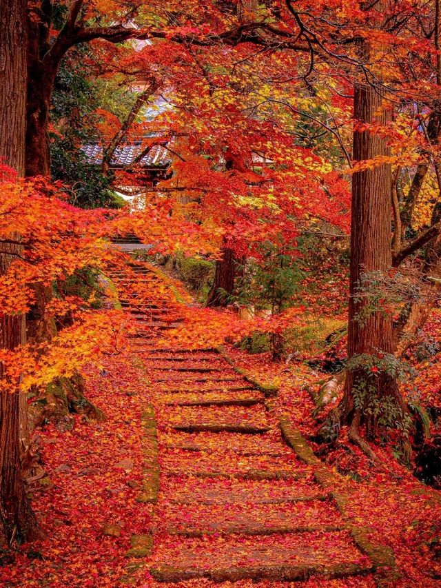 北海道秋季紅葉奇景 — 探索日本賞紅葉季的絕美勝地。