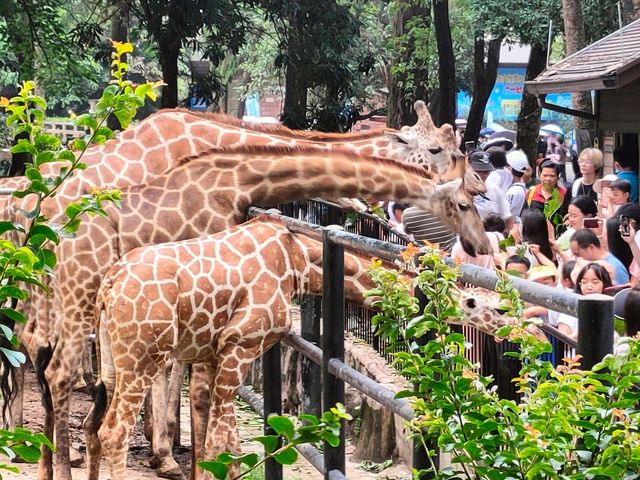 廣州動物園一遊。