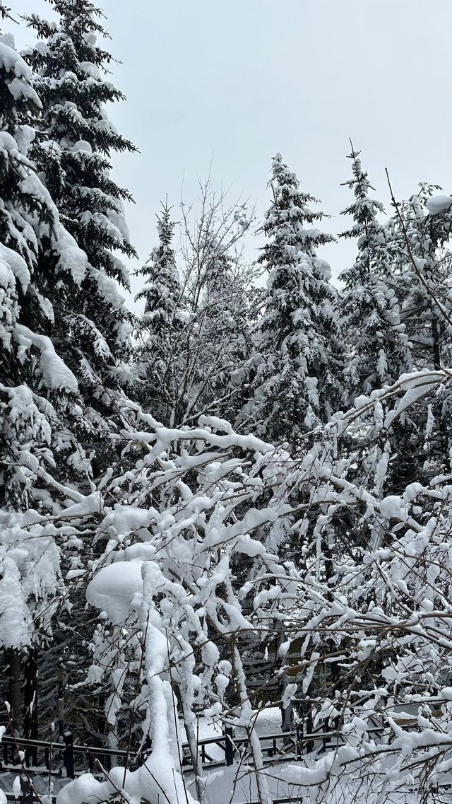 亞力布雪鄉旅遊攻略