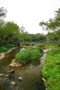 秋日的深圳公園依舊滿眼綠色，還有小貓出沒