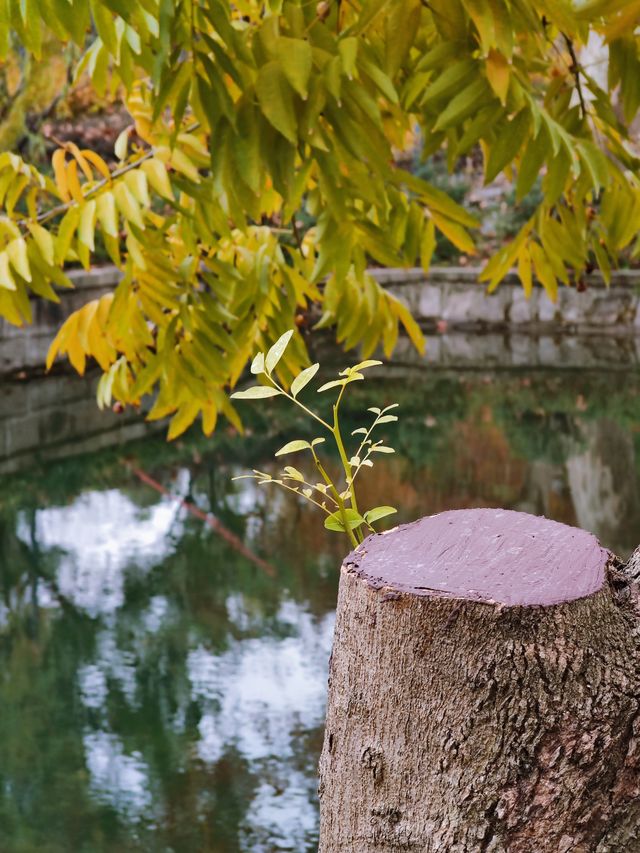 秋日限定美景：閘北公園楓葉紅了！