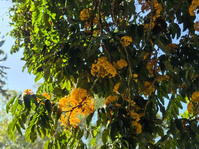 西雙版納第四站——中科院植物園