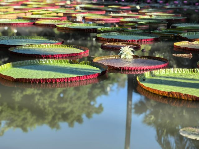 西雙版納第四站——中科院植物園