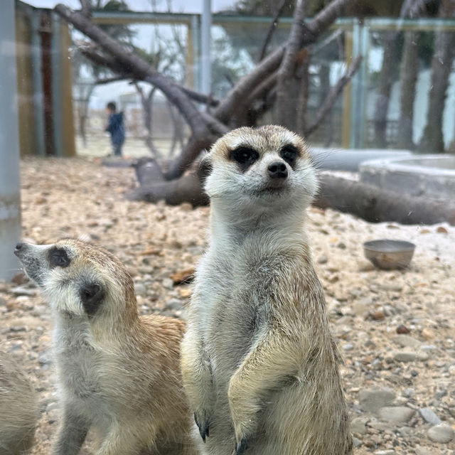 廢物媽媽農場，近距離接觸友善動物