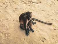 【タイ】泳ぐお猿さんがみれる🐵ピピ島のモンキービーチ🏝️🐒